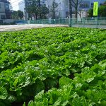 JA東京あおばから、新鮮な野菜をお届け！