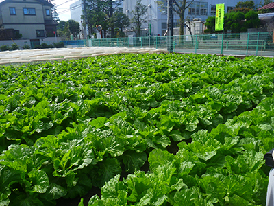 JA東京あおばから、新鮮な野菜をお届け！