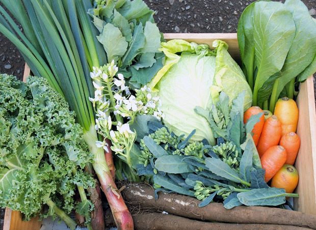 夏野菜販売特別イベント