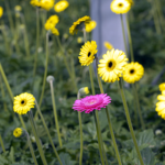 和歌山県産花フェア