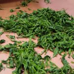 手もみ茶を見る！飲む！楽しむ！