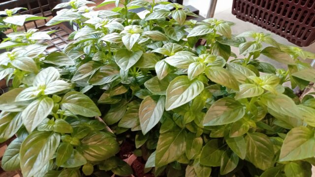 東京で取れた新鮮な農畜産物を食べてみよう！Let's eat fresh vegetables in Tokyo!