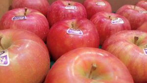 ボンタンアメ100周年&青森りんご植栽150周年フェア