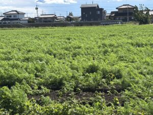 Aコープ店舗にて取り扱い中!旬の地場商材を中心にご紹介いたします!
