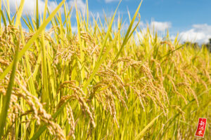 新潟米フェア 2025 ～新潟の新米大集合！～