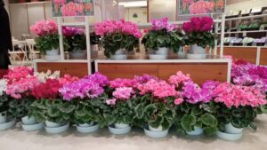 手もみ茶を見る!飲む!楽しむ!